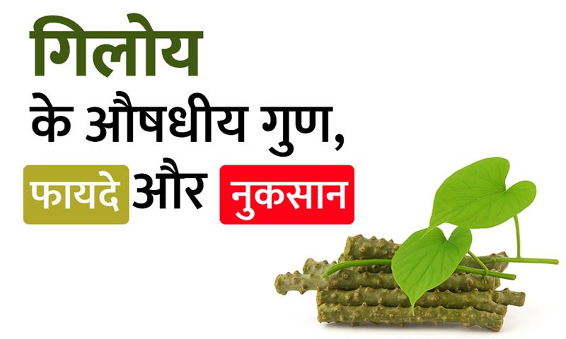 गिलोय के औषधीय गुण, फायदे और नुकसान : Giloy Ayurvedic Uses, Benefits And Side Effects In Hindi